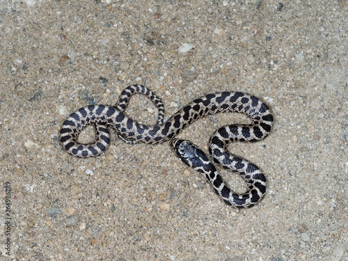 Four-lined snake, Elaphe quatuorlineata