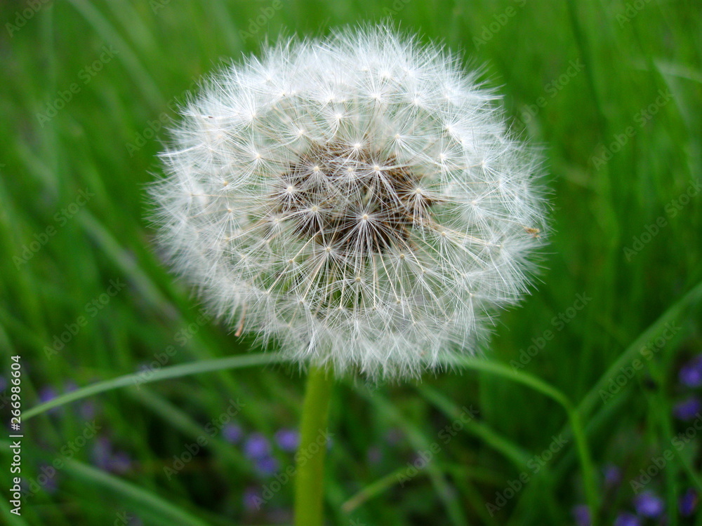 Fototapeta premium mlecz polny