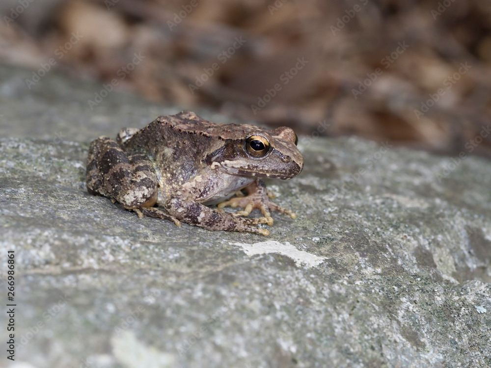 Naklejka premium Greek stream frog, Rana graeca