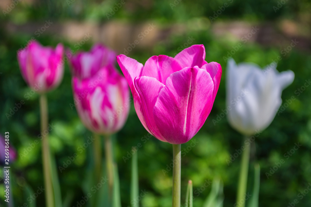 Multi-colored tulips close-up as a concept of a holiday and spring. Pink and white tulips. Background. Multi-colored tulips close-up as a concept of a holiday and spring. Pink and white tulips. Background.