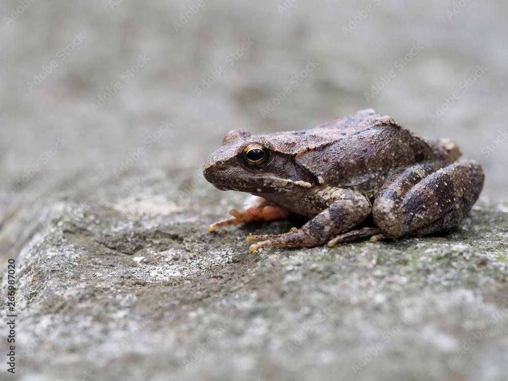 Greek stream frog, Rana graeca Greek stream frog, Rana graeca