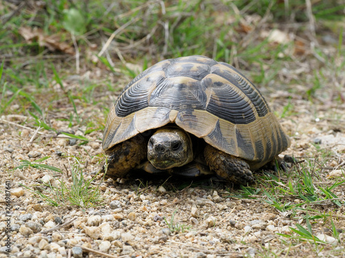 Hermann's tortoise, Testudo hermanni