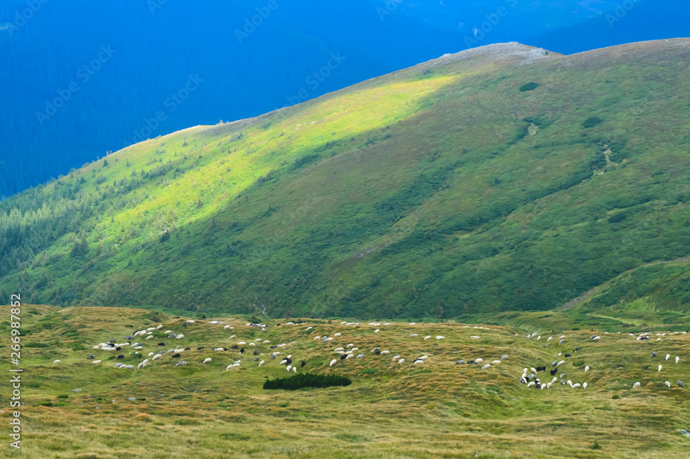Obraz premium Herd of sheep on way to Hoverla, Carpathian mountains, Ukraine. Horizontal outdoors shot