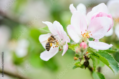 fleißige Biene auf Apfelblüte mit vielen Pollen – sammelt und bestäubt 16