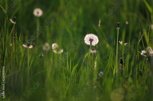 dandelion