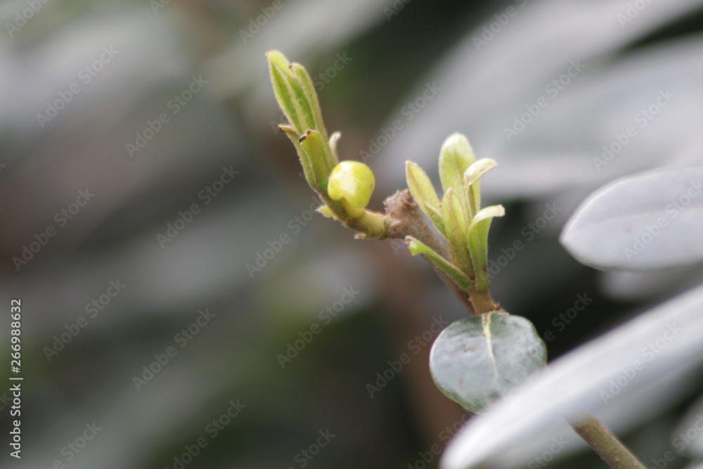 Budding Green Leaves in Spring, New Season is Coming, A Growing Season, A new Circle will Begin