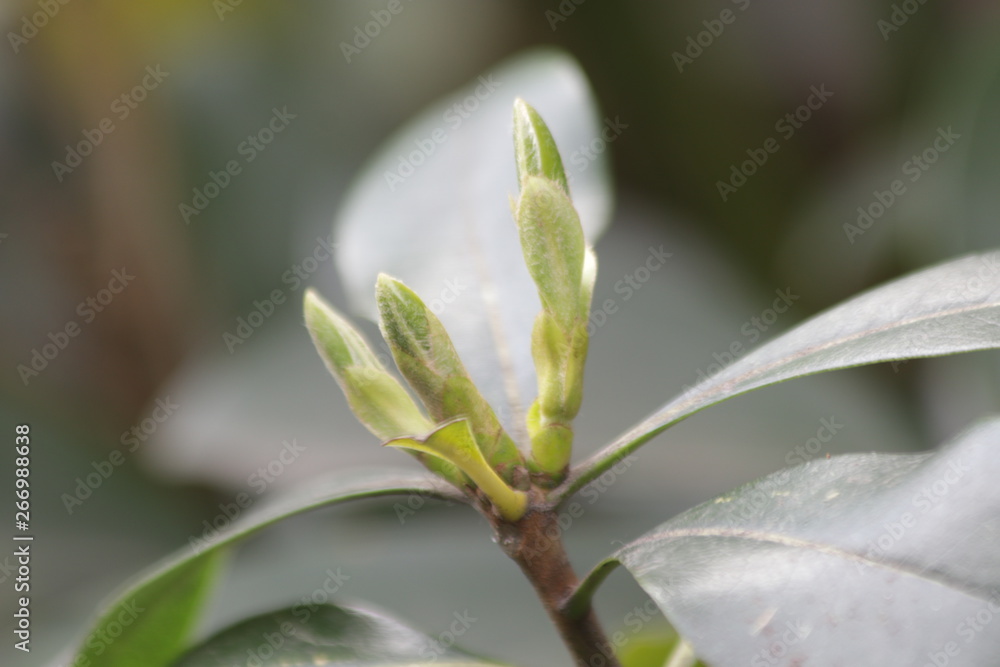 Budding Green Leaves in Spring, New Season is Coming, A Growing Season, A new Circle will Begin Budding Green Leaves in Spring, New Season is Coming, A Growing Season, A new Circle will Begin