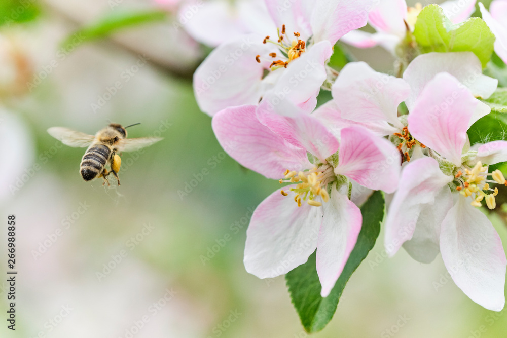 fleißige Biene Anflug auf Apfelblüte mit vielen Pollen – sammelt – bestäubt 04 - obrazy, fototapety, plakaty 