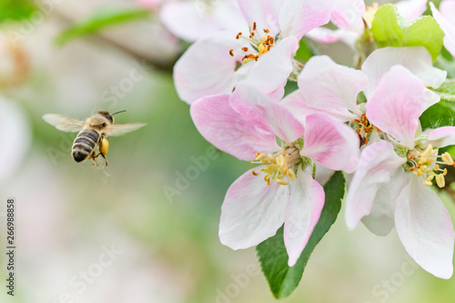 fleißige Biene Anflug auf Apfelblüte mit vielen Pollen – sammelt – bestäubt 04