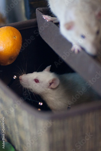 Mouse in the box. Rats in a basket. White mouse. white rat.