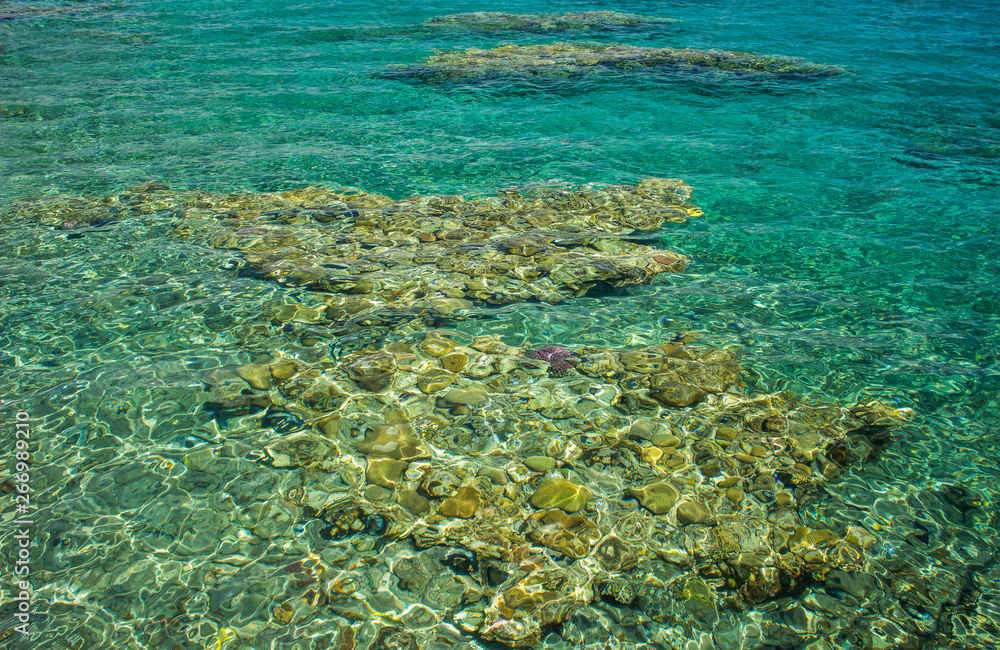 coral beach and tropic aquamarine transparent clear water in Red sea, ecology tropic nature background environment 