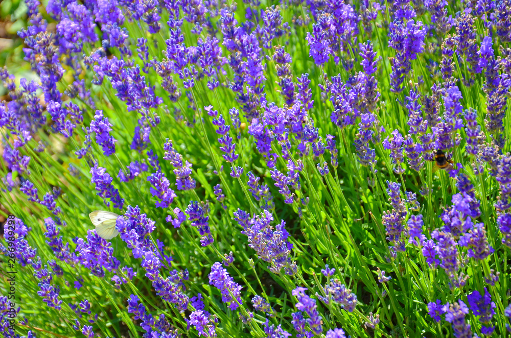 Naklejka premium Beautiful blooming mealy sage, Salvia farinacea, taken close up. The amazing purple healing herb attracts butterflies and bumblebees