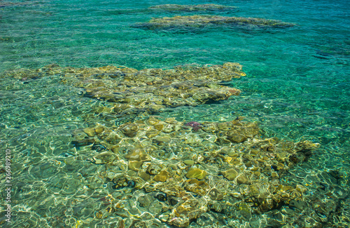 coral beach and tropic aquamarine transparent clear water in Red sea  ecology tropic nature background environment 
