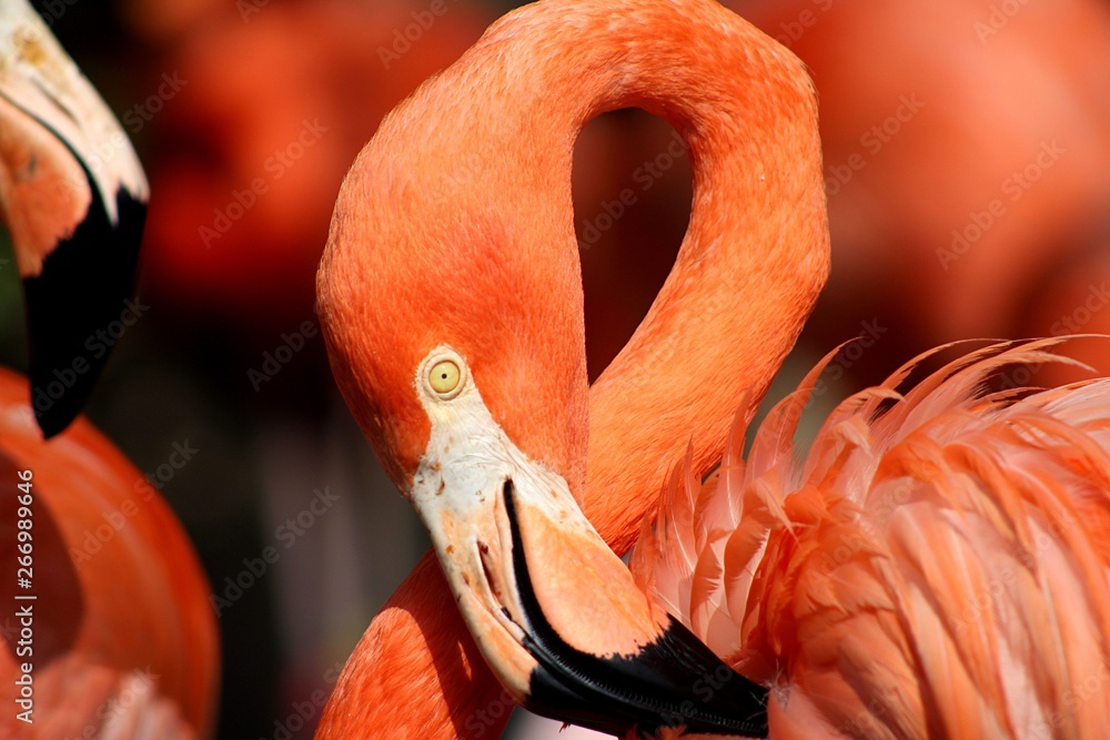 Obraz premium Flamingo