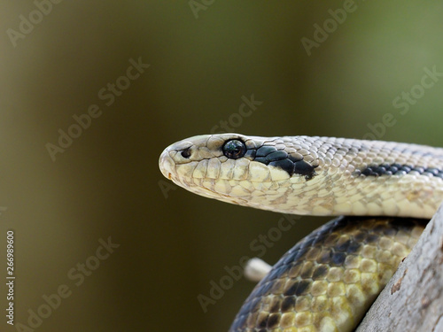 Four-lined snake, Elaphe quatuorlineata