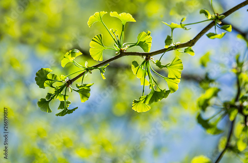 Ginkgo biloba young green leaves on a tree in spring © sunday_morning