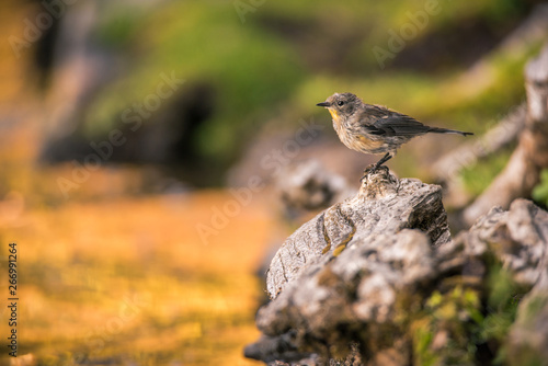 A Yellow-rumped Warbler perches on a log near the water at Manzanita Lake, Lassen Volcanic National Park, at sunset. photo