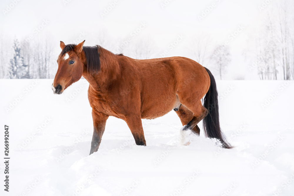 Brown horse on snow, field, blurred trees behind her, side view Brown horse on snow, field, blurred trees behind her, side view