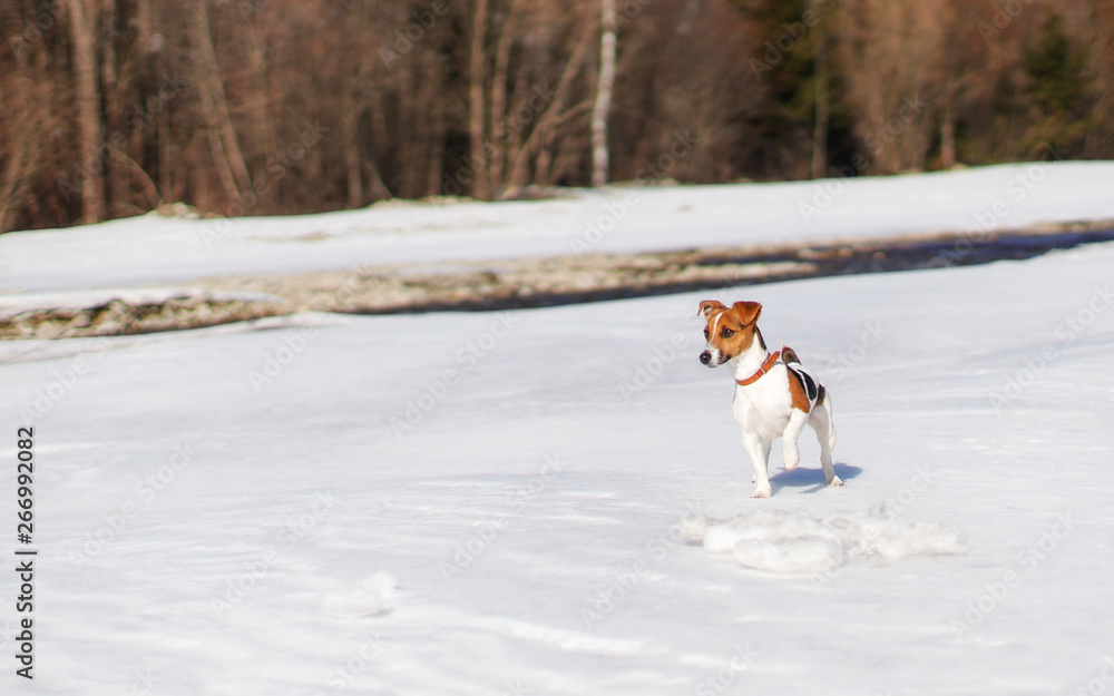 Small Jack Russell terrier playing in snow by the river on sunny day, looking curious, one feet up