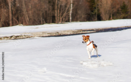 Fototapeta Naklejka Na Ścianę i Meble -  Small Jack Russell terrier playing in snow by the river on sunny day, looking curious, one feet up
