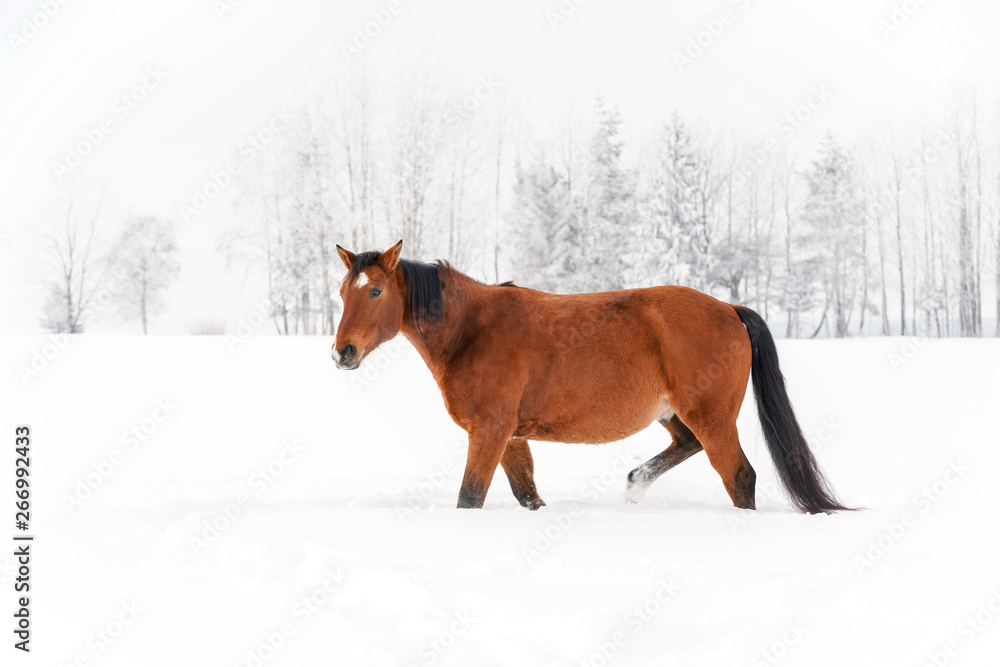 Brown horse on snow covered field, overcast morning, blurred trees in background. Brown horse on snow covered field, overcast morning, blurred trees in background.