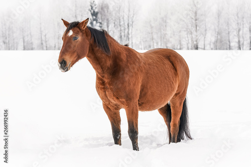 Brown horse standing in snow, blurred trees in background © Lubo Ivanko