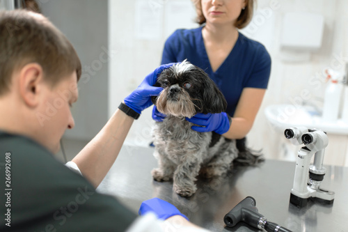 Veterinary, ophthalmologist prepare the a dog with injured eye to examine with a slit lamp in a veterinary clinic