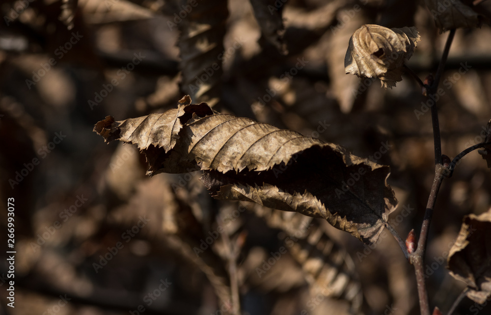 dry leaves of a tree dry leaves of a tree