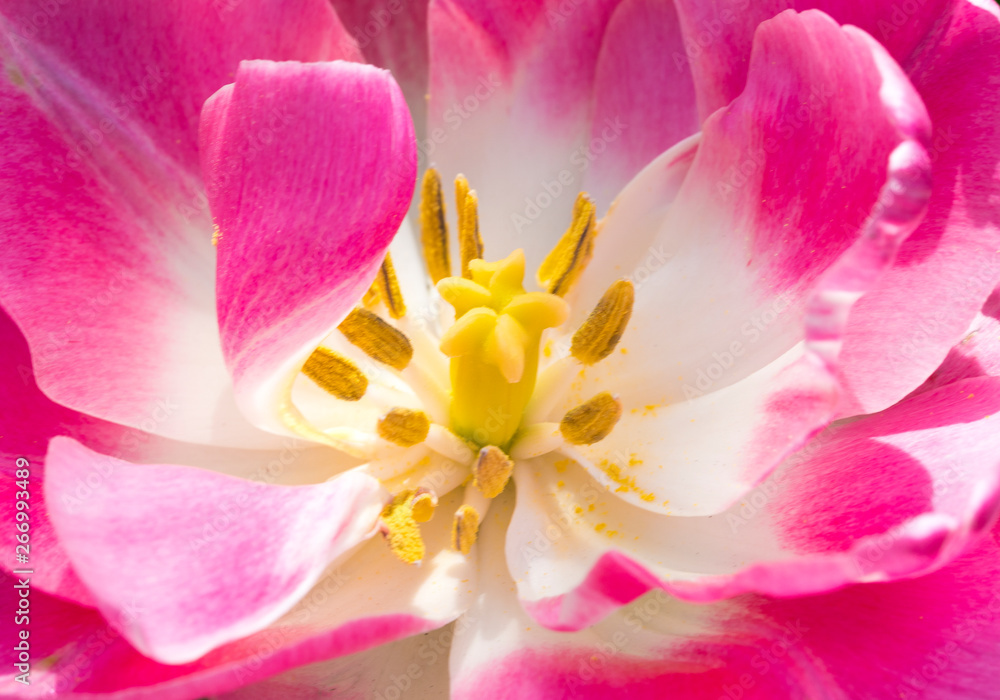 Close up of tulip core