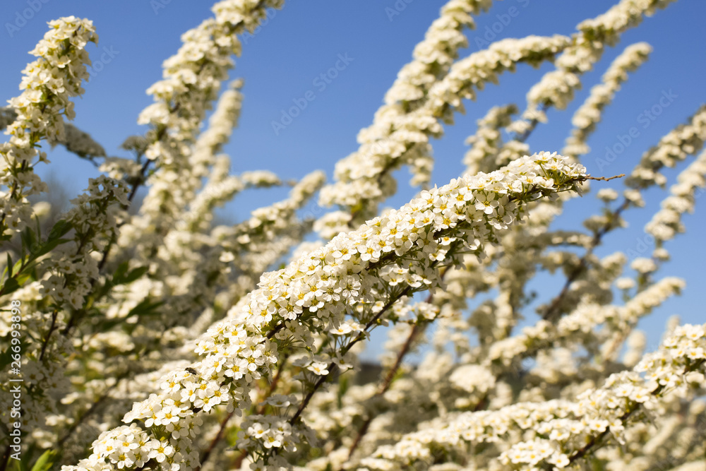 Flowering shrubs against the blue sky. White blooming garden in spring. Flowering shrubs against the blue sky. White blooming garden in spring.