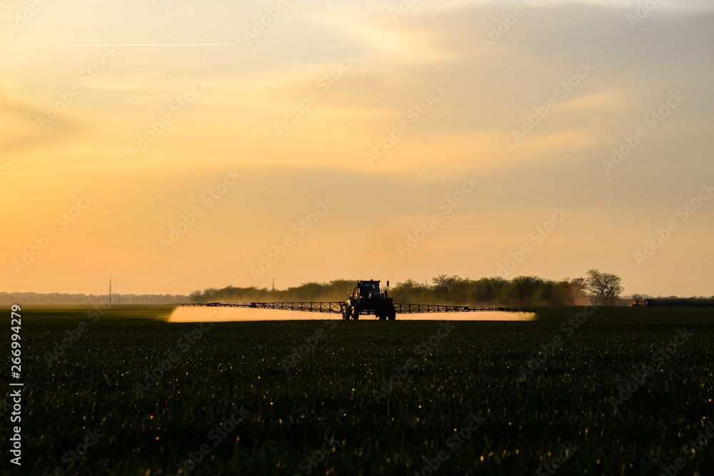Fototapeta premium tractor with the help of a sprayer sprays liquid fertilizers on young wheat in the field.