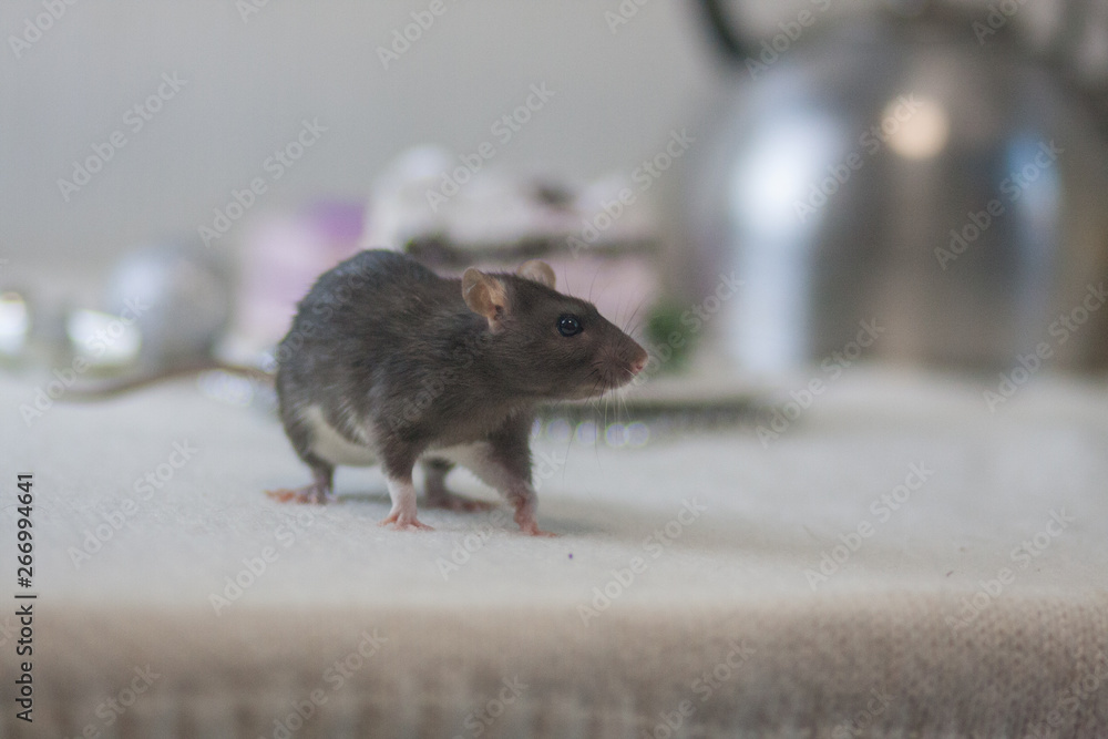The concept of fear of a rat. Gray mouse. Dark rat on