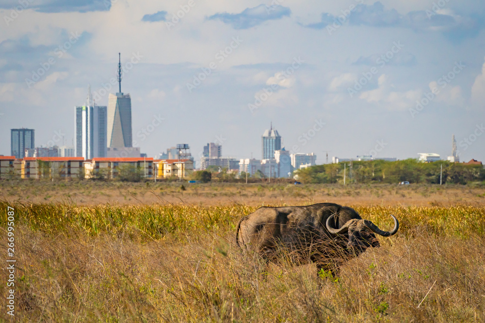 Buffalo in Nairobi national park, Nairobi skyscrapers in the background - obrazy, fototapety, plakaty 