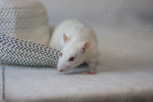 White mouse and hat. Light rat in a headdress from the