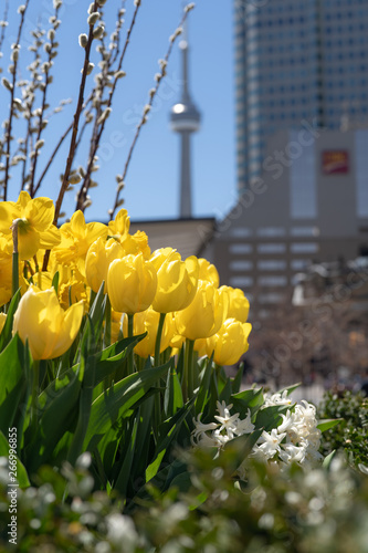 Yellow tulips in front of CN tower in Toronto photo