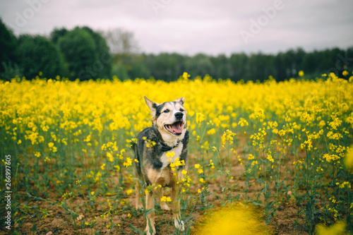 Cute positive dog in the yellow flowered field in summer. © velimir