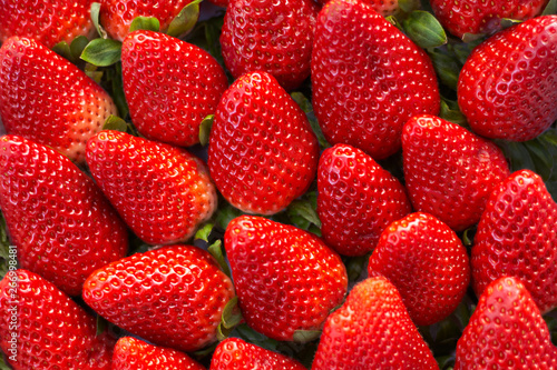 Background of freshly harvested strawberries