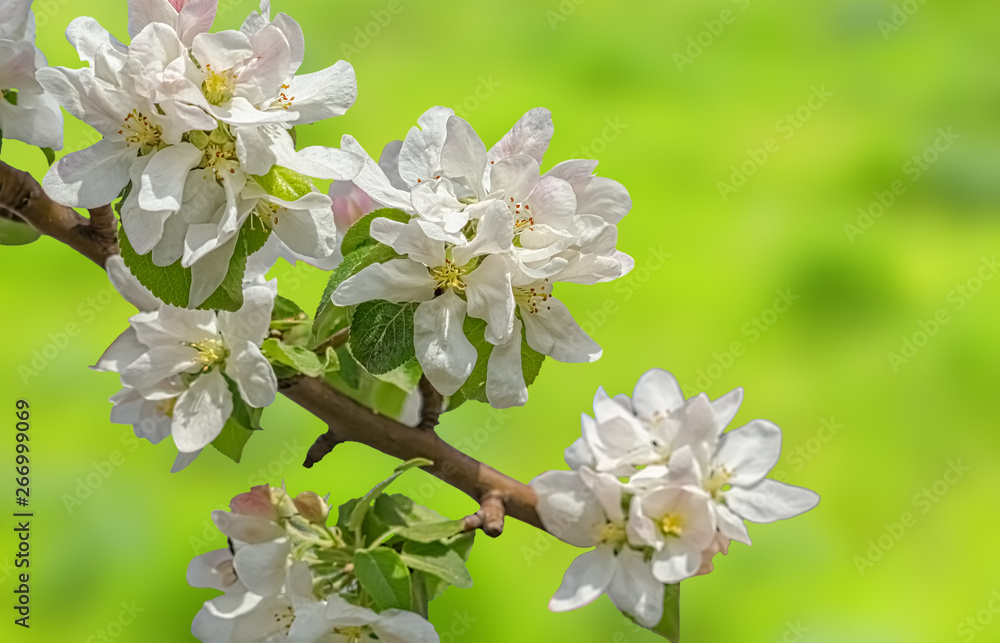 Flowering branch of apple on a blurred green background, close-up