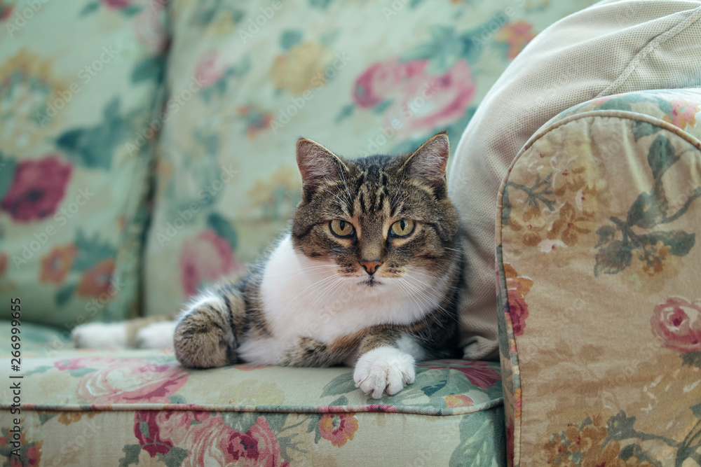 Domestic cat on the sofa
