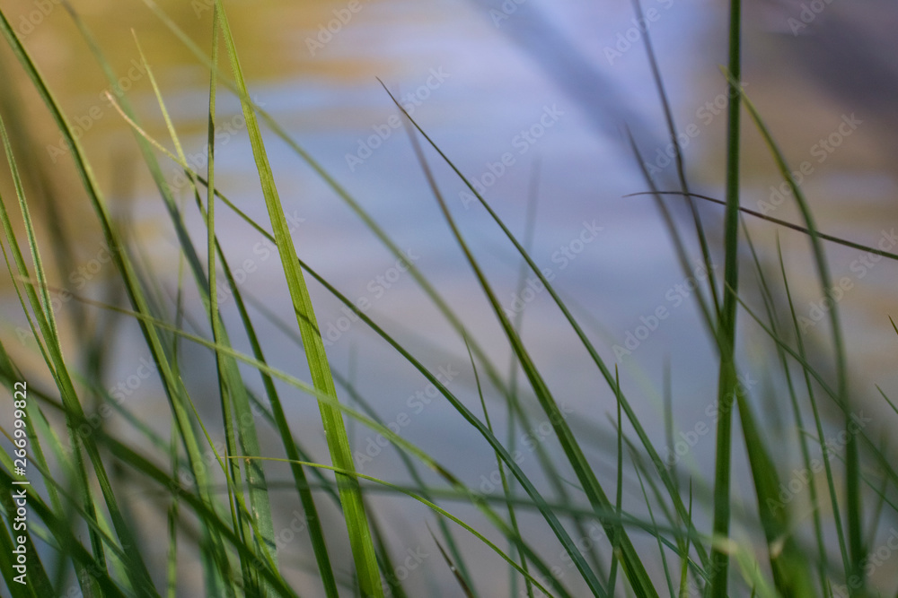Windy Grass Windy Grass