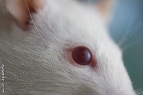 Red eye concept. Eye of a white rat close-up. Mouse