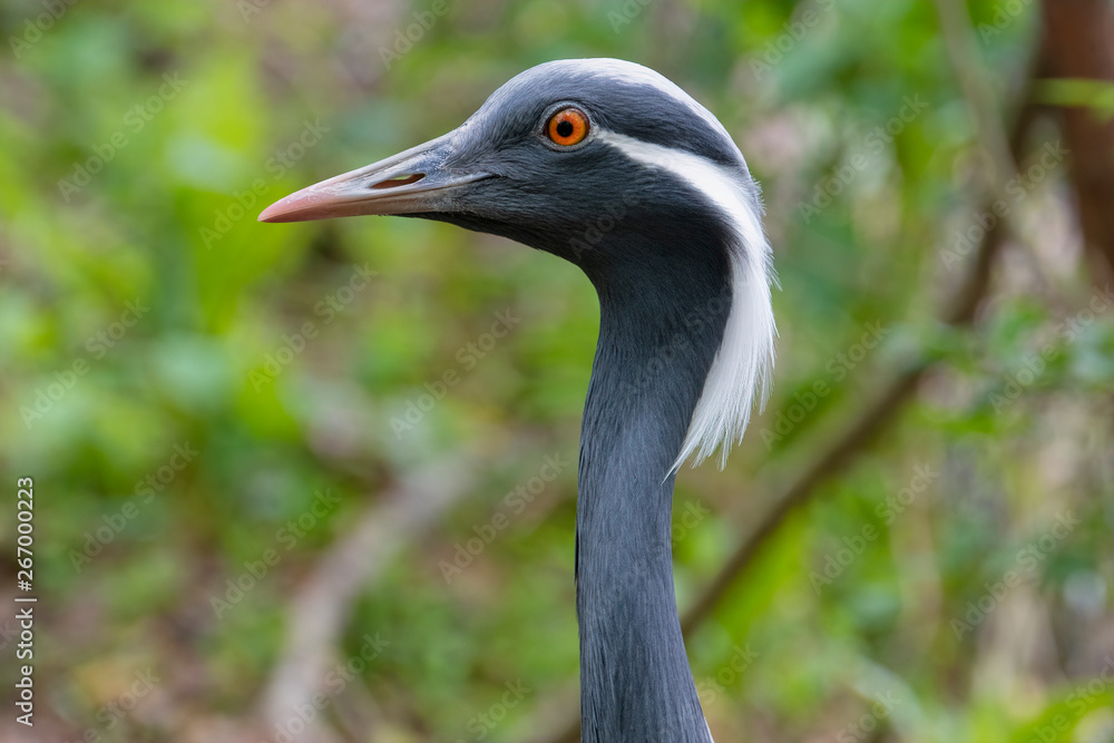 Demoiselle crane (Grus virgo), Native to central Eurasia, ranging from the Black Sea to Mongolia and North Eastern China