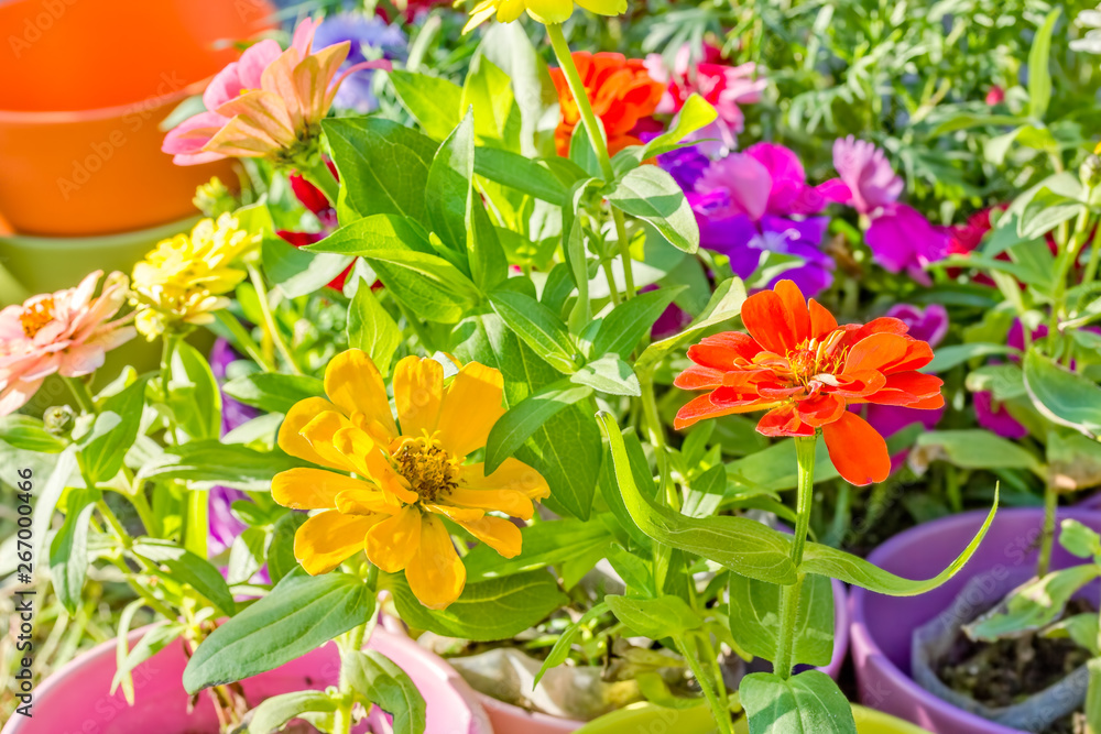 Flower seedlings of cynium in multi-colored flower pots, close-up