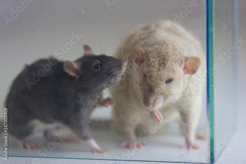 The concept of dialogue. Mice communicate with each other. The