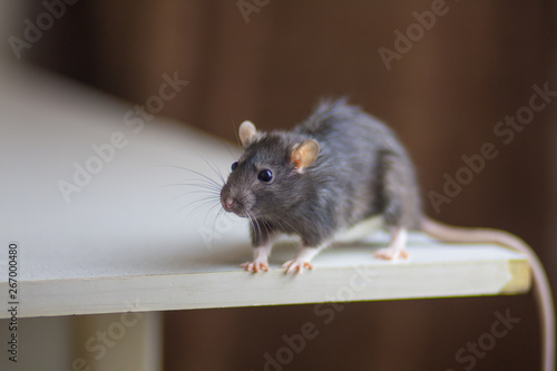 Gray rat sitting on the table. Mouse close up. Pets