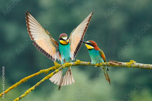 European bee-eater (Merops apiaster). © lucaar