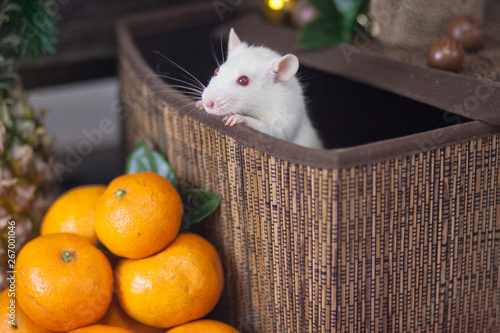 Mouse in the box. Decorative animals. Festive rat. White mouse.