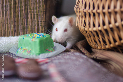 Concept of diet. Proper nutrition. White mouse. White rat.