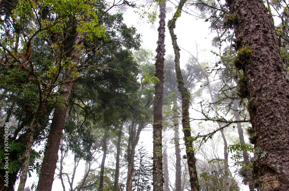 Obraz premium trees and sky