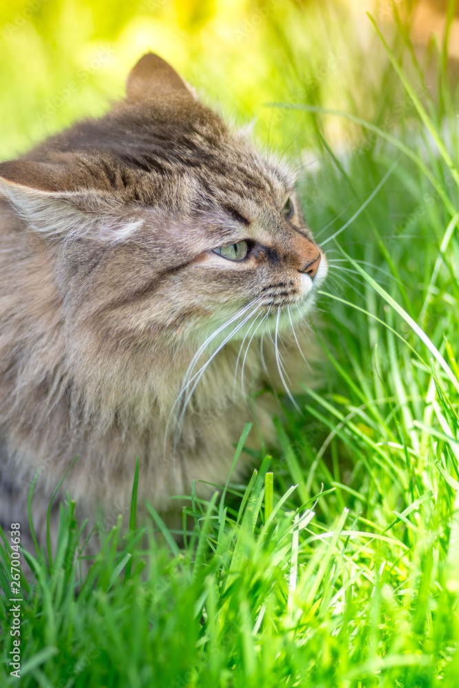 Gray fluffy cat on green grass background. Close up.